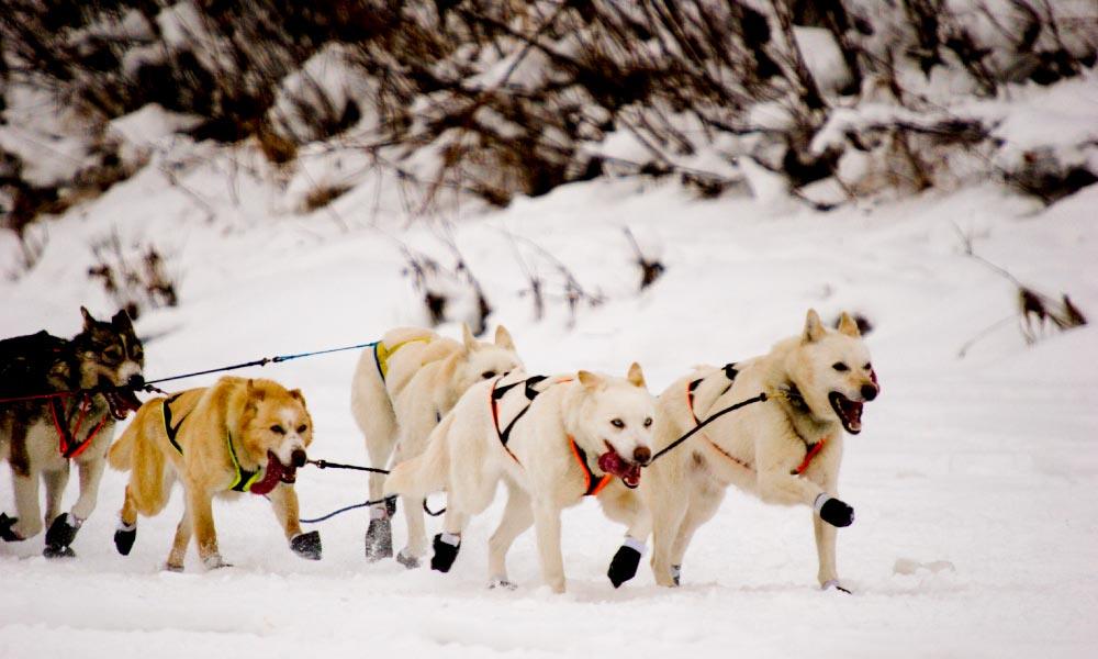 sled dogs in snow