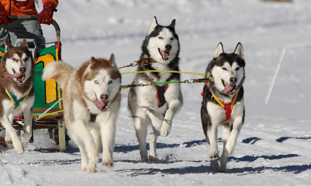 Siberian husky dogs pulling sled