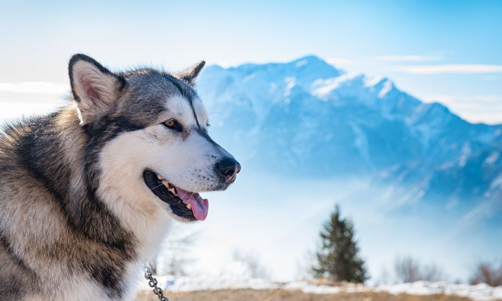 Alaskan malamute in a sled dog competition