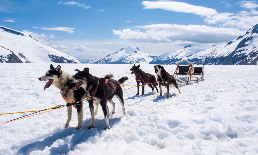 Dog sledding in Alaska