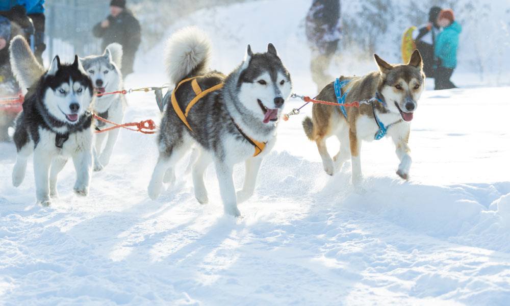 Dogs harnessed and pulling a sleigh in winter