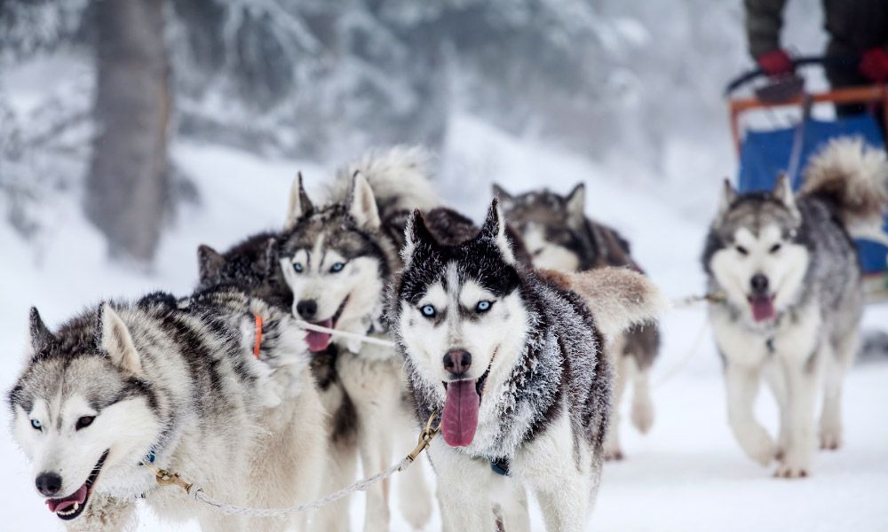 Enthusiastic team of dogs in a dog sledding race