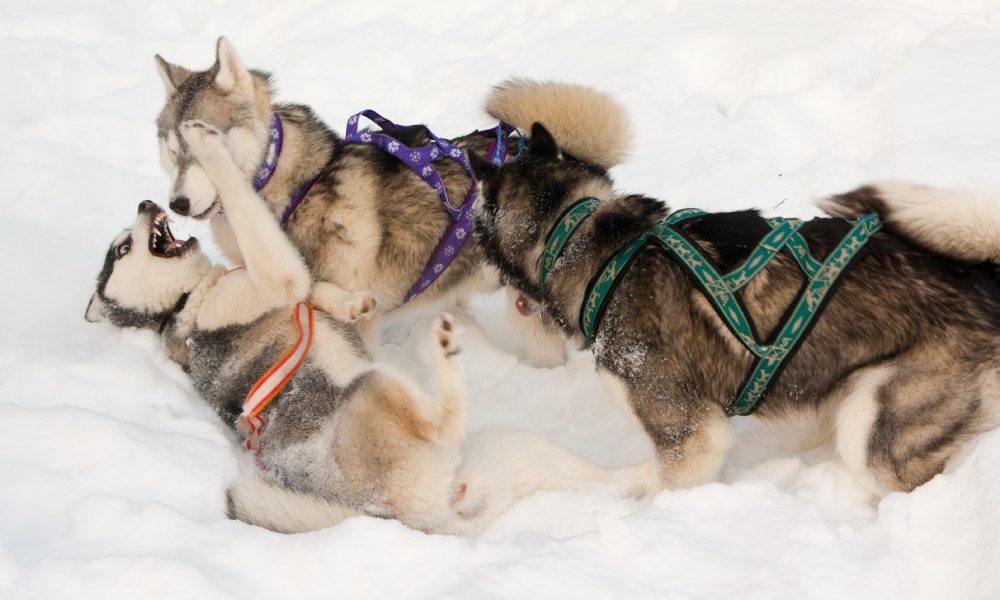 Playing Siberian husky dogs outdoor