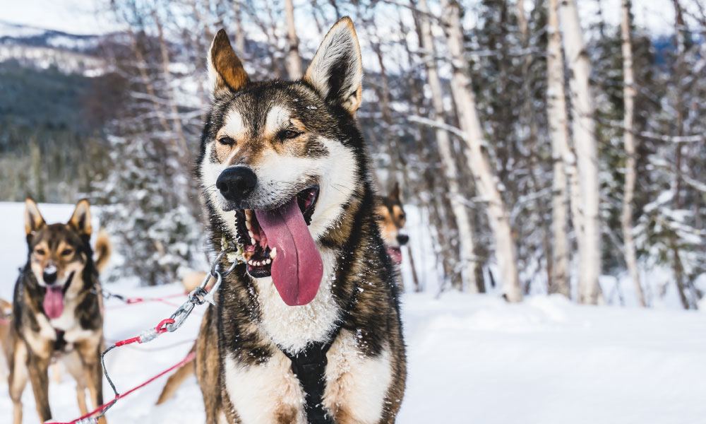 Close-up of happy and eager Alaskan husky sled dog with its tongue out