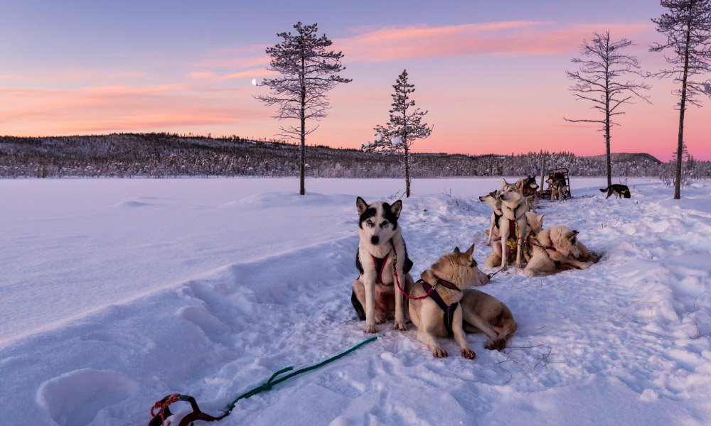 Dog sledding with huskies in beautiful sunrise