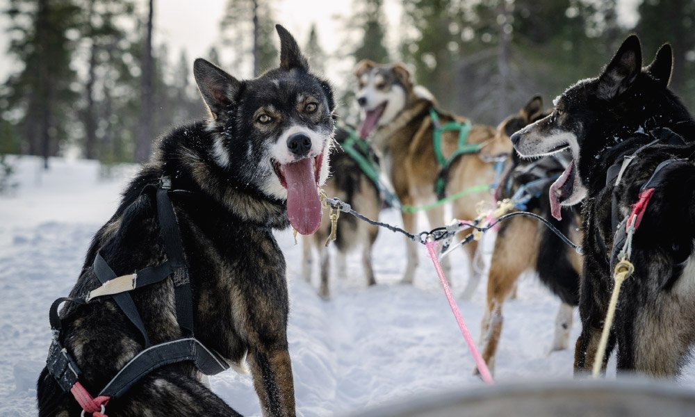 Alaskan husky sled dog during sled race