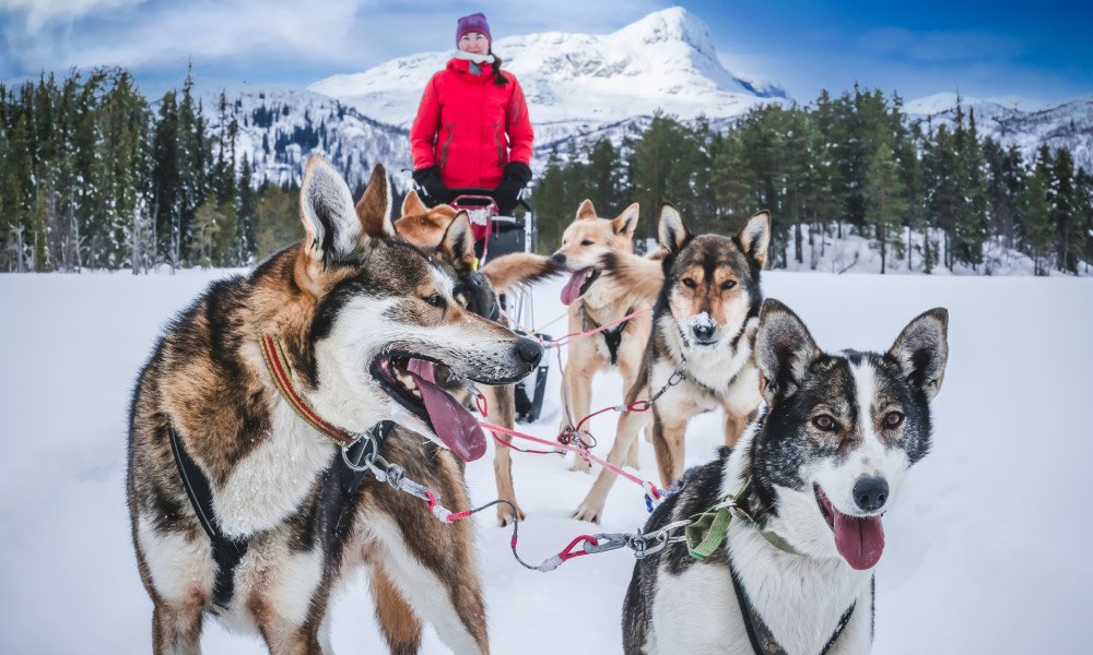 Alaskan husky sled dogs ready to go in arctic mountain wilderness