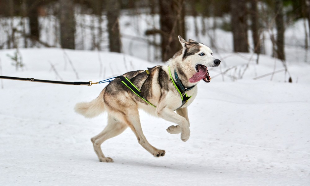 Siberian husky dog in harness pulling sled with musher