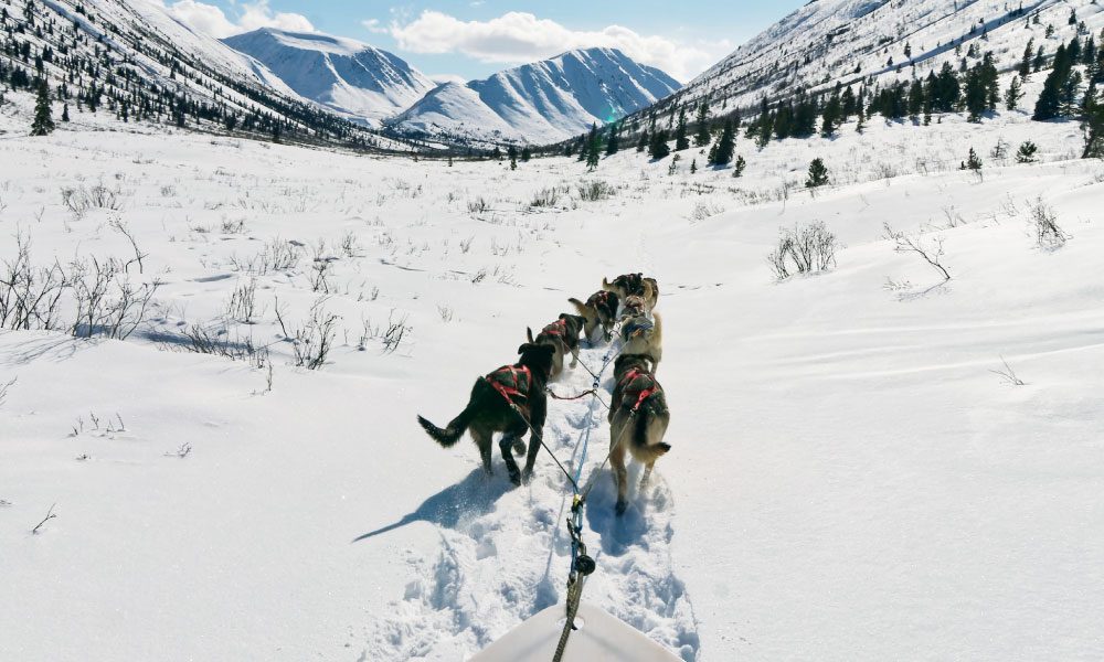 A team of sled dogs traveling through Alpine Valley snow into the sun