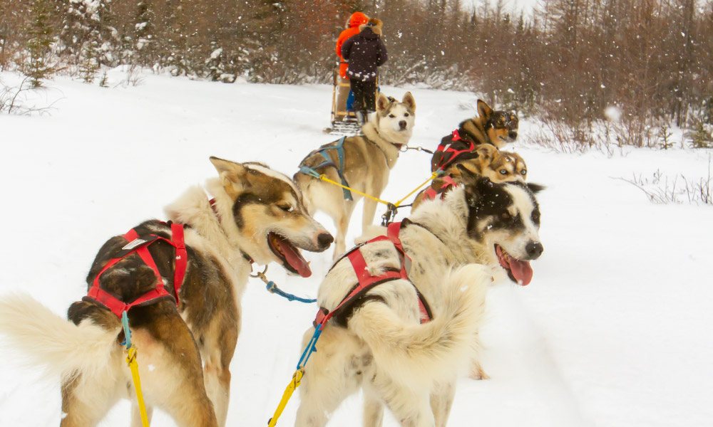 Dog sled team pulling in Boreal Forest in northern Manitoba, Canada