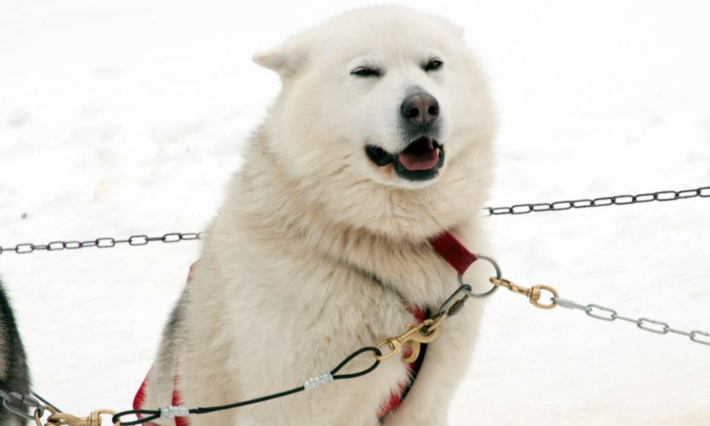 Husky sled dog on snow