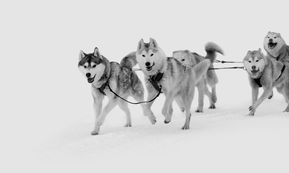 A group of snow dogs pulling a sleigh together