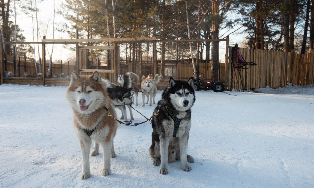 Group of Siberian Husky Dog sled are sitting and standing on the snow