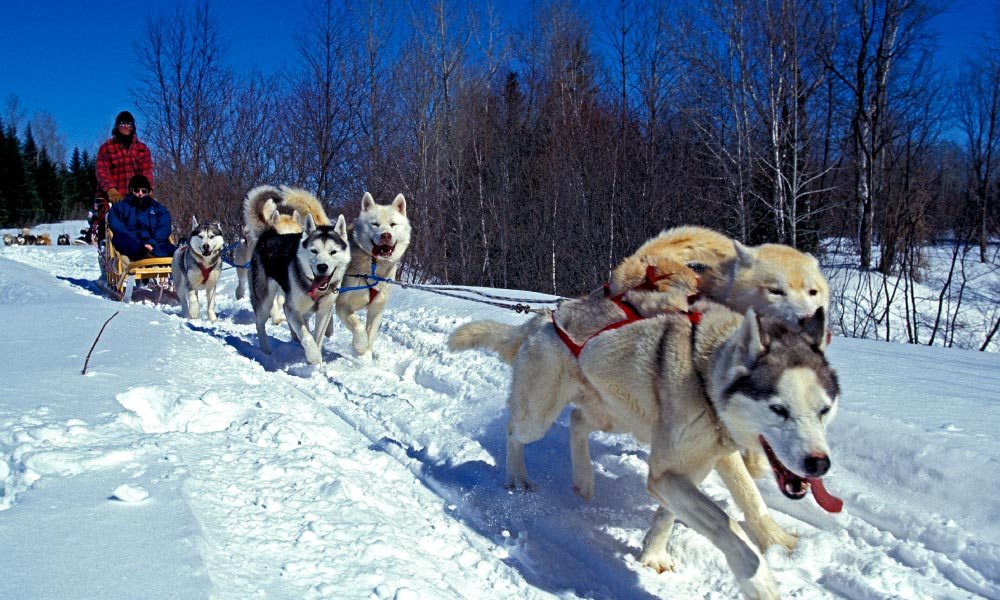 Man Mushing his Siberian Husky Sled Dog Team