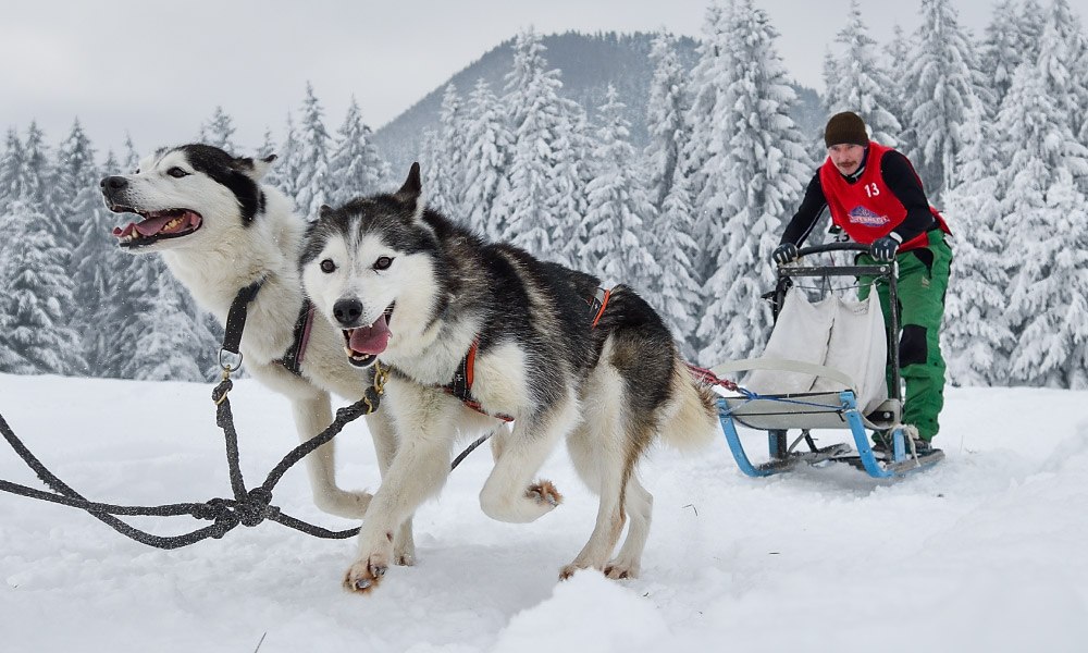 sled dog race with musher