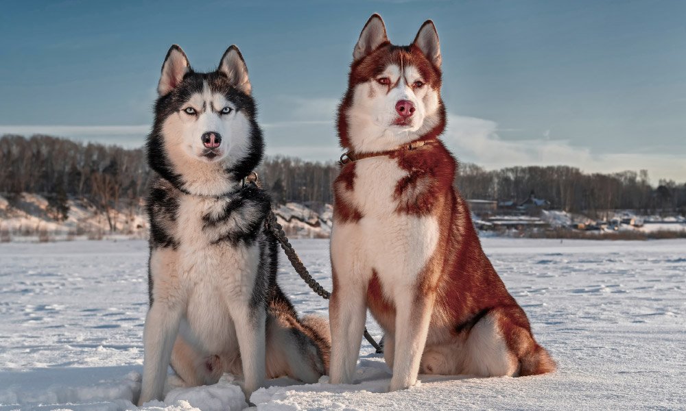 Husky dogs sitting on the snow sunny background with blue sky