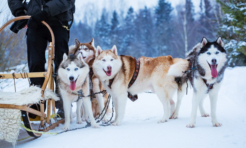 Husky sled dogs in winter on snow day