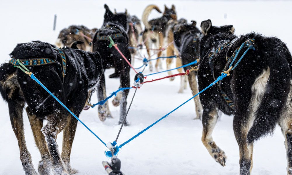 Musher's view of dogs pulling the sled